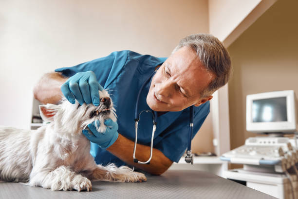 Best Emergency Dental Care for Trauma or Injury in Collierville, TN